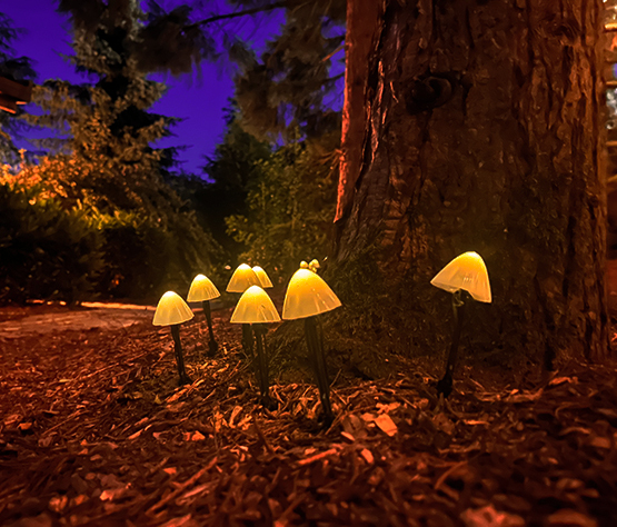 paddestoelen verlicht in het hangmattenbos